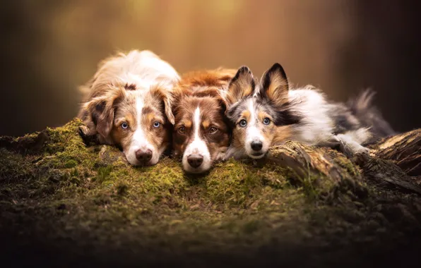 Dogs, moss, trio, faces, Trinity