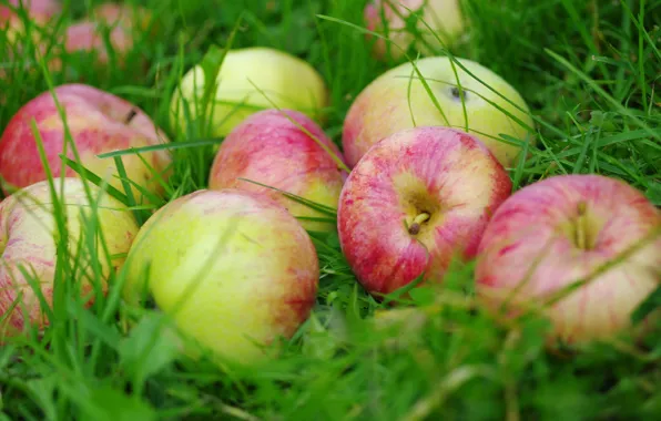 Picture grass, apples, fruit