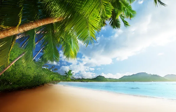 Sand, sea, beach, the sky, the sun, tropics, palm trees, the ocean