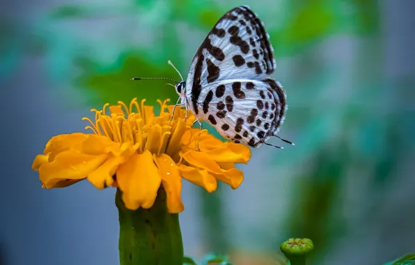 Flower, macro, butterfly, wings, beautiful, close-up
