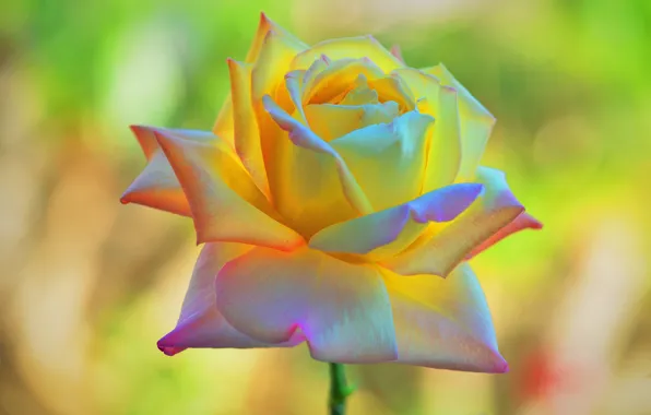 Flower, macro, rose, yellow, bokeh, blurred background
