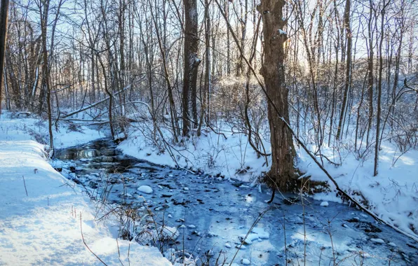 Winter, forest, nature, river, morning