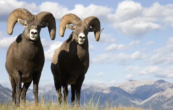 Picture landscape, animal, Buffalo