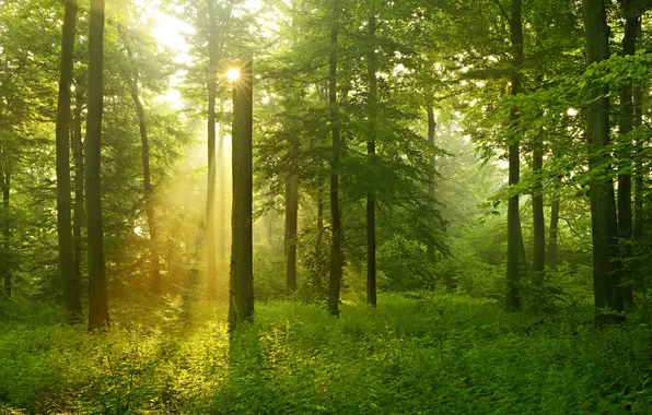 Picture forest, grass, trees, the sun's rays, shrubs