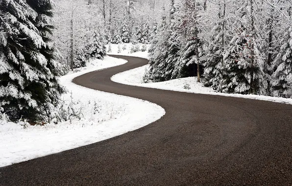 Road, forest, snow