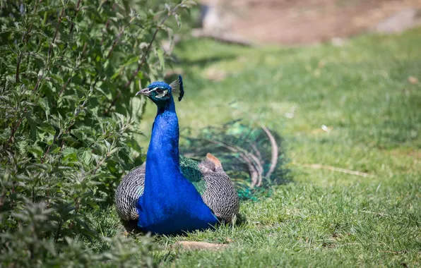 Grass, stay, bird, peacock, nettle