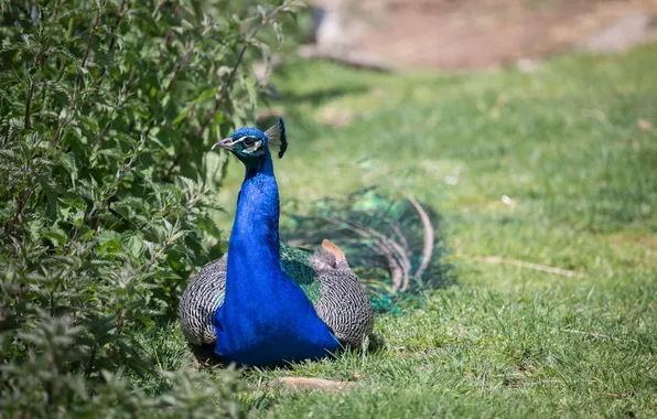 Picture grass, stay, bird, peacock, nettle