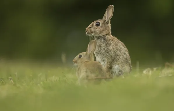Picture nature, background, rabbits