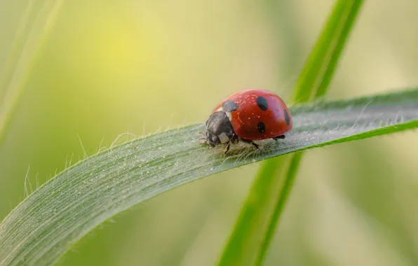 Picture grass, nature, ladybug