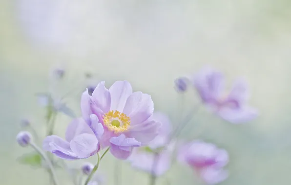 Macro, flowers, background, mood