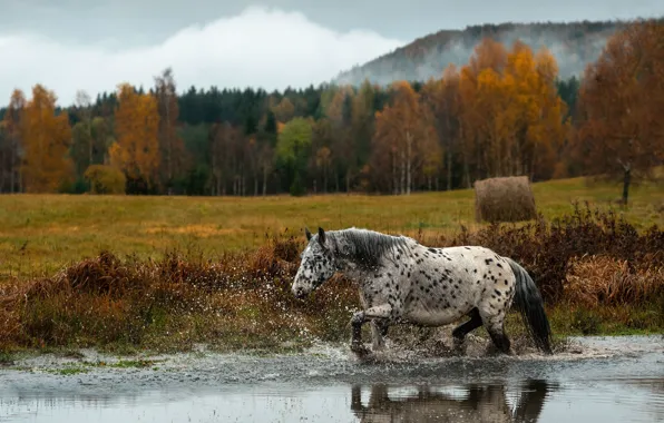 Field, autumn, forest, nature, river, horse, shore, horse