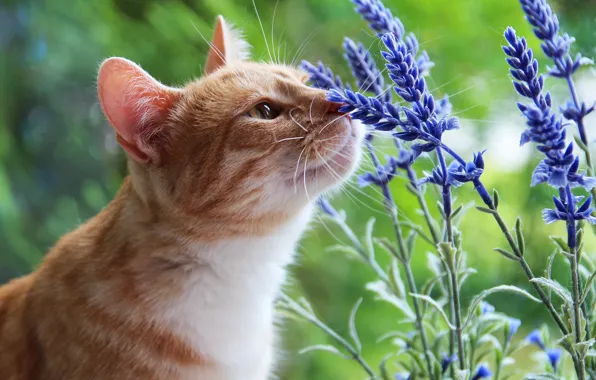 Picture cat, summer, cat, look, face, flowers, nature, green