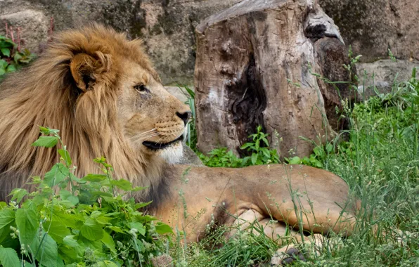 Picture nature, predator, Leo, resting, big cat