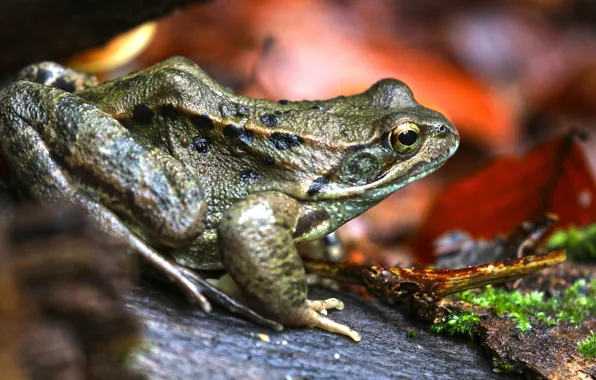 Autumn, look, leaves, nature, stones, moss, frog, bokeh