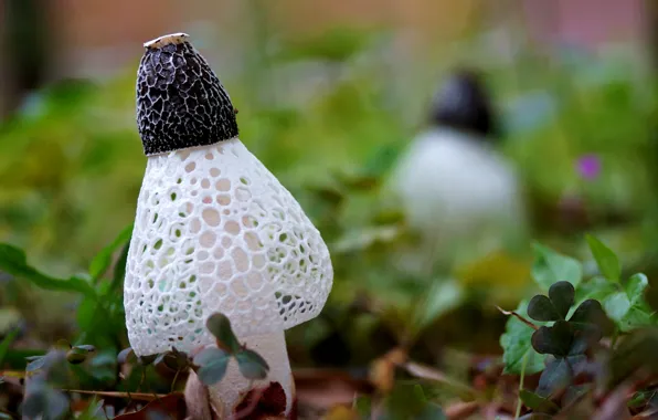 Picture white, grass, leaves, macro, mesh, mushrooms, clover, cell