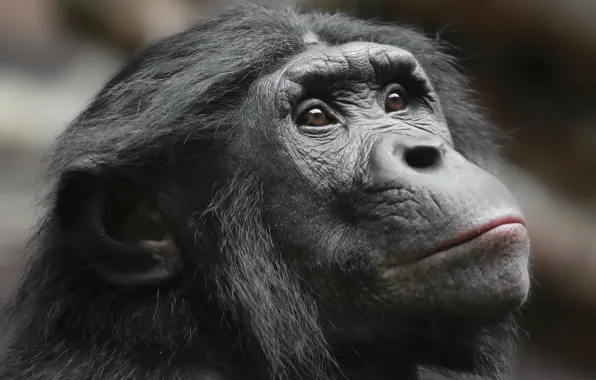 Look, nature, monkey