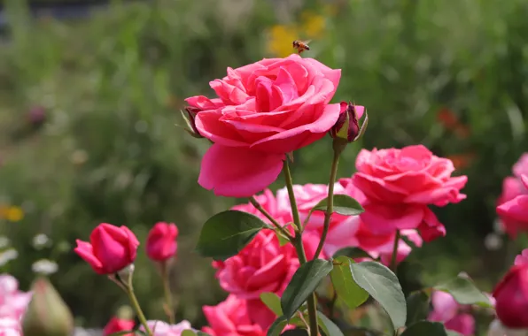Flowers, bee, roses, garden, pink, bokeh, rose Bush