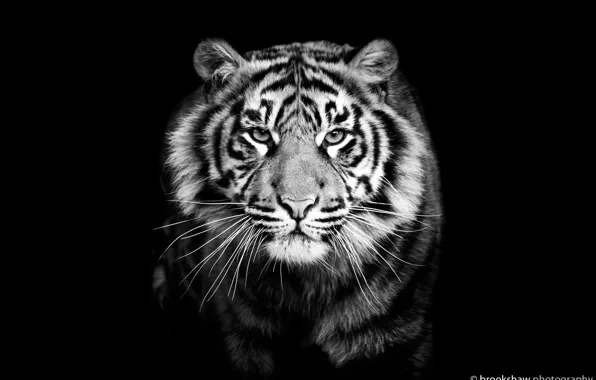 Picture tiger, predator, black and white, black background, closeup