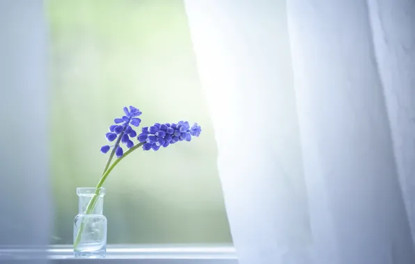 Wallpaper flowers, house, window images for desktop, section цветы ...