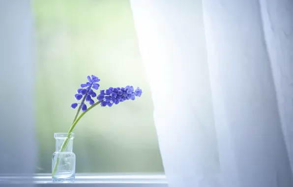 Picture flowers, house, window
