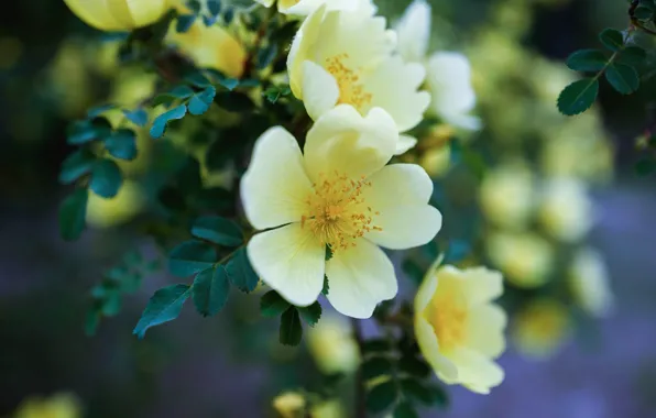 Picture leaves, flowers, branches, yellow, nature, petals, garden, briar