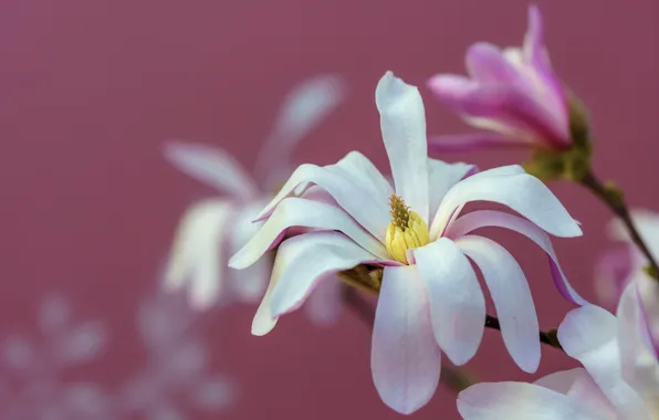 Flowers, branches, spring, petals, white, pink background, flowering, Magnolia