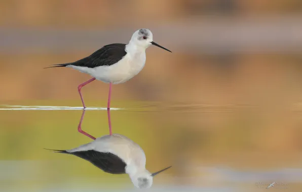 Water, surface, reflection, bird, Black-winged stilt