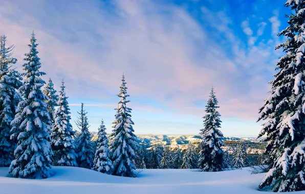 Picture forest, Winter, sky, trees, landscape, nature, clouds, snow