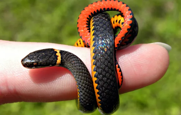 Snake, finger, scales