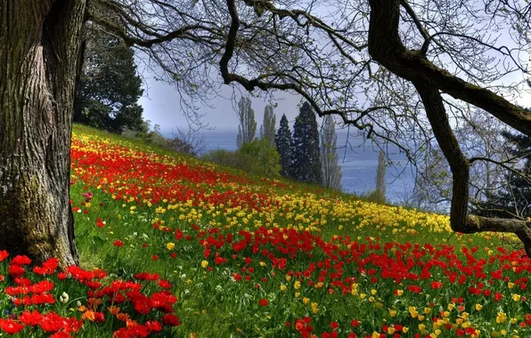 Forest, summer, trees, flowers, yellow, red, photo