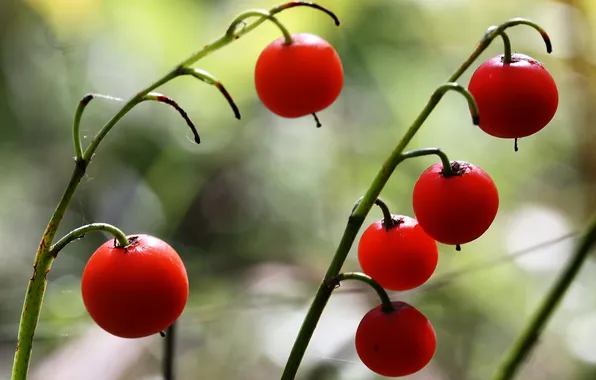 Macro, light, nature, berries