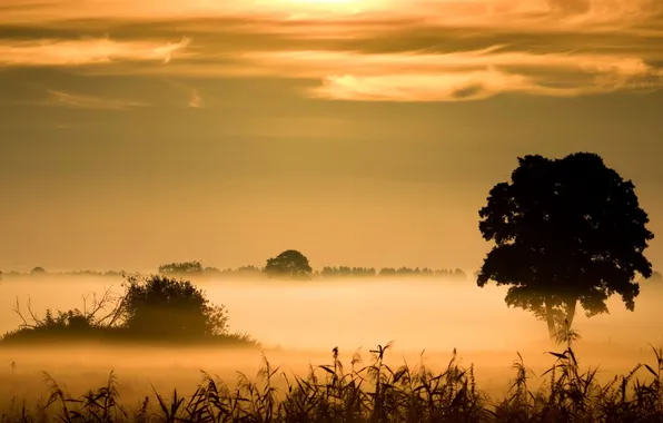 Field, landscape, sunset, fog