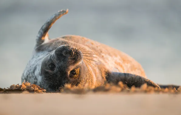 Picture animals, seal, pinnipeds