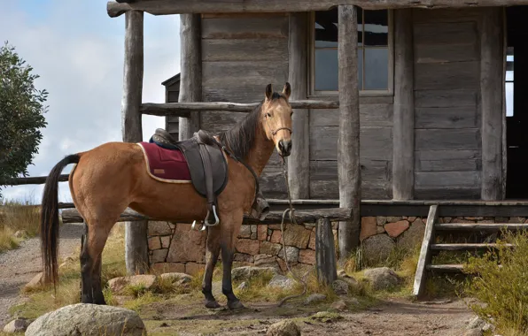 House, horse, saddle