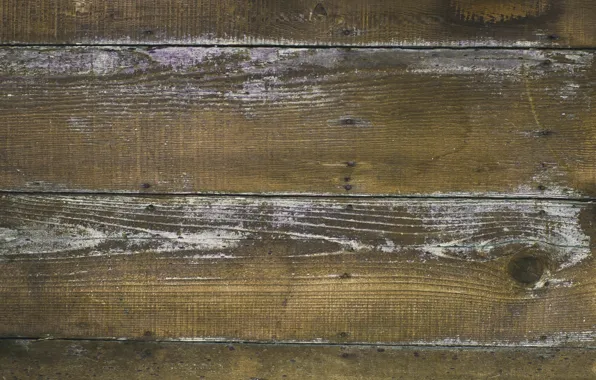 Tree, Board, old, nails