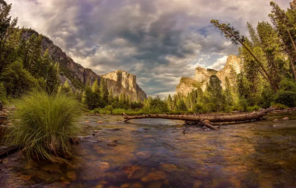 Forest, clouds, light, trees, mountains, rocks, shore, log