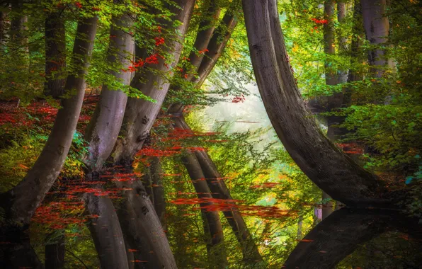 Autumn, forest, trees, nature, reflection, river, Jan-Herman Visser