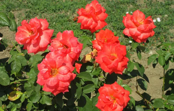 Bush, roses, bright, orange, Sunny, Meduzanol ©, summer 2018