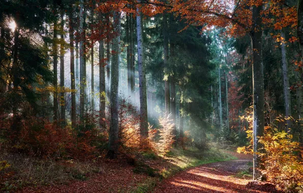 Picture autumn, forest, trees, the rays of the sun, path