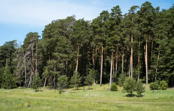 Forest, summer, trees, stay, day, pine, walk, path