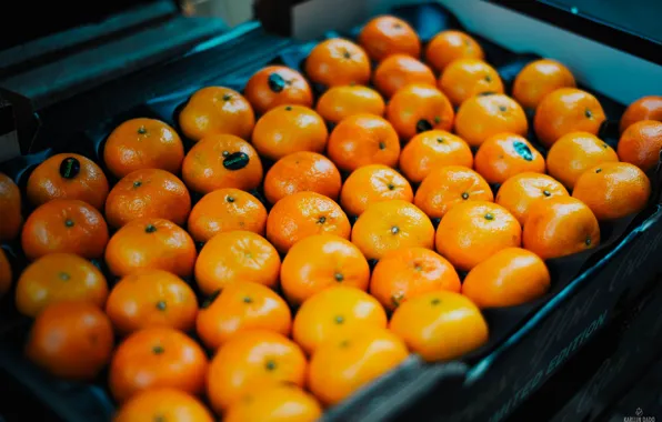 Picture orange, citrus, a lot, tangerines