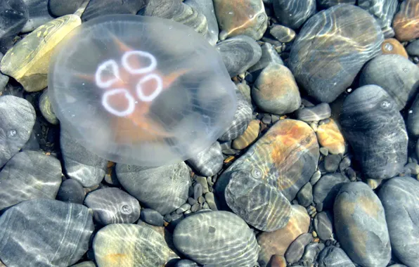 Water, stones, Medusa