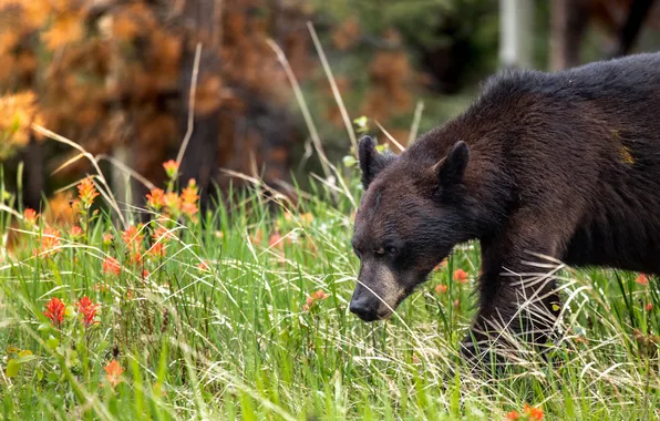 Autumn, grass, look, nature, pose, glade, bear, bear