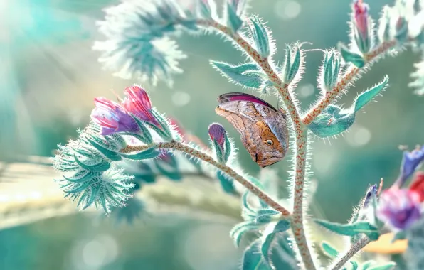 Picture macro, rays, nature, butterfly, plant, bokeh, Mustafa Öztürk