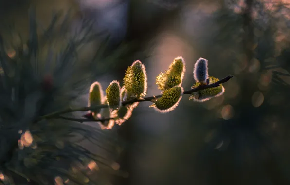 Picture nature, branch, spring, needles, kidney, Verba, bokeh, Nicholas Schmancer