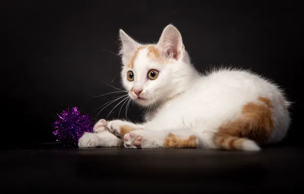Picture cat, white, the dark background, the game, kitty, tinsel, Wallpaper from lolita777