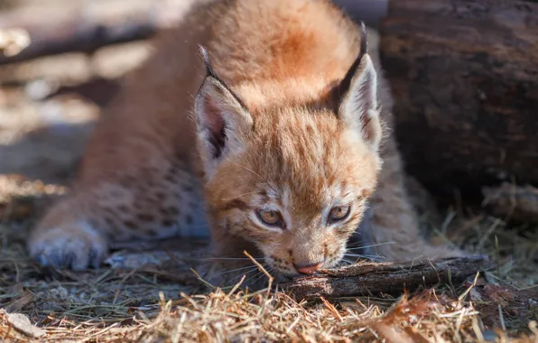 Picture nature, animal, predator, cub, a small lynx, Oleg Bogdanov