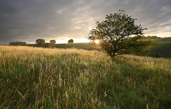 Field, the sky, grass, the sun, clouds, trees, dawn, cows