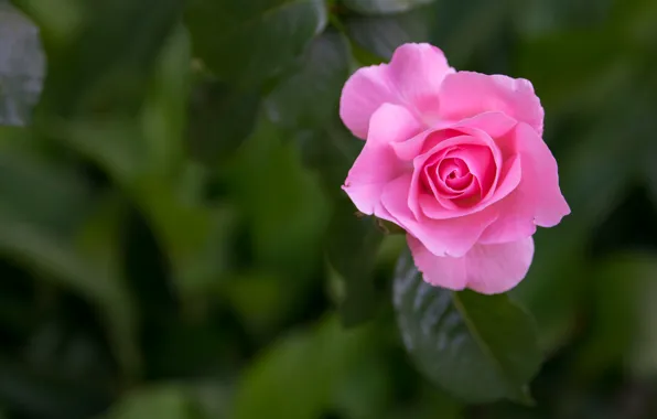Macro, background, pink, rose, petals, Bud, bokeh