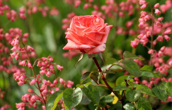 Picture flowers, roses, garden, pink, buds, bokeh